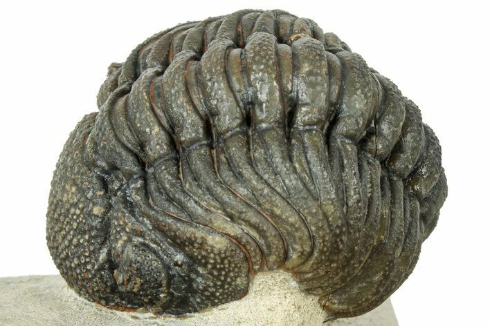 Detailed Phacopid (Morocops) Trilobite - Foum Zguid, Morocco #310576